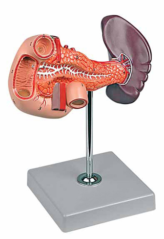 Pancreas, Duodenum and Spleen